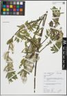Foto von Salix purpurea L. x Salix viminalis L.